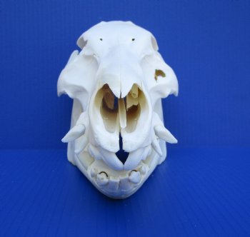 12 inches Authentic Georgia Wild Boar, Hog Skull <FONT COLOR=RED> Grade B Quality </font>- Buy this one for $59.99