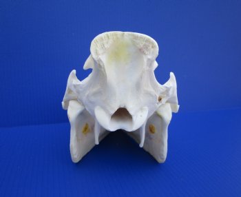 12 inches Authentic Georgia Wild Boar, Hog Skull <FONT COLOR=RED> Grade B Quality </font>- Buy this one for $59.99