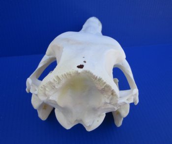12 inches Authentic Georgia Wild Boar, Hog Skull <FONT COLOR=RED> Grade B Quality </font>- Buy this one for $59.99