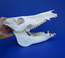11 inches Authentic Georgia Wild Boar, Hog Skull - Buy this one for $69.99