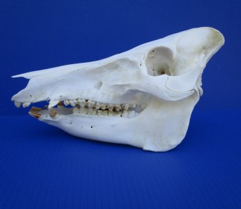 11 inches Authentic Georgia Wild Boar, Hog Skull - Buy this one for $69.99