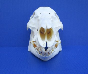 11 inches Authentic Georgia Wild Boar, Hog Skull - Buy this one for $69.99