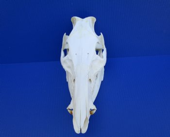 11 inches Authentic Georgia Wild Boar, Hog Skull - Buy this one for $69.99