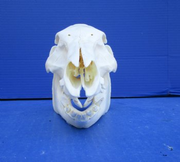 8-3/4 inches Real Georgia Wild Boar Skull for Sale for $49.99