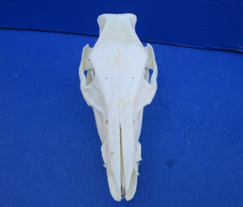 8-3/4 inches Real Georgia Wild Boar Skull for Sale for $49.99