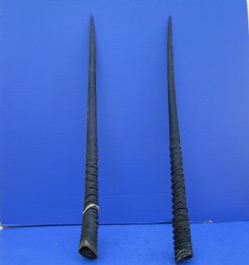 2 African Gemsbok Horns, Oryx Hons for Sale 31-3/4 and 32-1/2 inches long - Buy these for $30.00 each