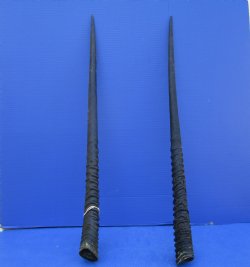 2 African Gemsbok Horns, Oryx Hons for Sale 31-3/4 and 32-1/2 inches long - Buy these for $30.00 each