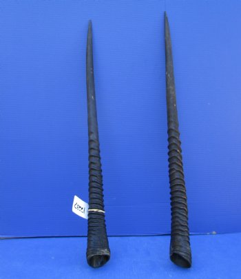 2 African Gemsbok Horns, Oryx Hons for Sale 31-1/2 and 31-7/8 inches long - Buy these for $30.00 each