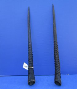 2 African Gemsbok Horns, Oryx Hons for Sale 31-1/2 and 31-7/8 inches long - Buy these for $30.00 each
