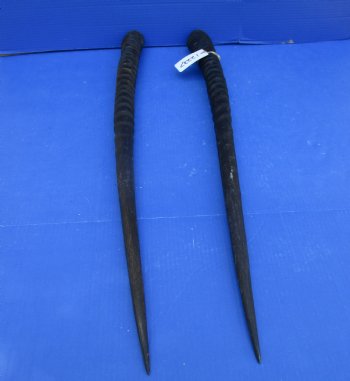 2 African Gemsbok Horns, Oryx Hons for Sale 31-1/2 and 31-7/8 inches long - Buy these for $30.00 each
