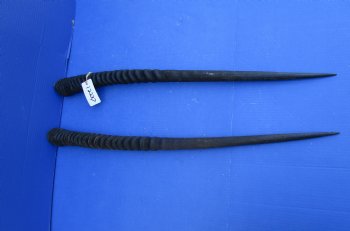 2 African Gemsbok Horns, Oryx Hons for Sale 31-1/2 and 31-7/8 inches long - Buy these for $30.00 each