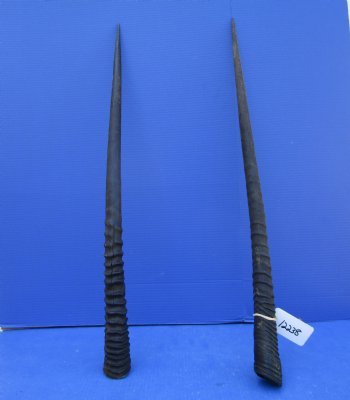 2 African Gemsbok Horns, Oryx Hons for Sale 32-3/4 and 33 inches long - Buy these for $30.00 each