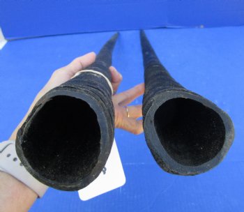2 African Gemsbok Horns, Oryx Hons for Sale 32-3/4 and 33 inches long - Buy these for $30.00 each