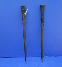 2 African Gemsbok Horns, Oryx Hons for Sale 29-3/4 inches long - Buy these for $30.00 each