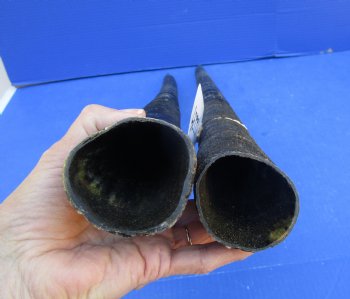 2 African Gemsbok Horns, Oryx Hons for Sale 29-3/4 inches long - Buy these for $30.00 each