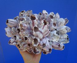 10-1/2" Large Purple Barnacle Cluster with Clusters of Tiny Barnacles for $19.99