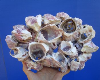 10-1/2" Large Purple Barnacle Cluster with Clusters of Tiny Barnacles for $19.99