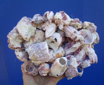 10-1/2" Large Purple Barnacle Cluster for Sale for $19.99