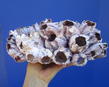 10-1/4" Large Purple Barnacle Cluster for Coastal Decor - Buy this one for $19.99
