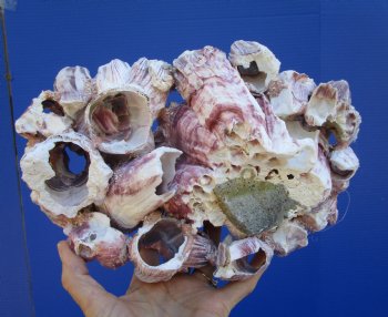 10-1/4" Large Purple Barnacle Cluster for Coastal Decor - Buy this one for $19.99
