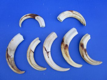 1.55 Pounds (7 pieces) of Warthog Tusks, 7 to 8-3/4 inches - Buy these for $94.99