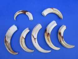 1.55 Pounds (7 pieces) of Warthog Tusks, 7 to 8-3/4 inches - Buy these for $94.99