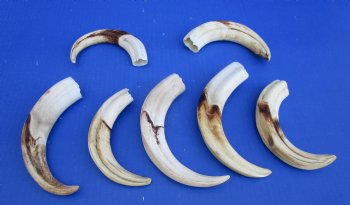 1.55 Pounds (7 pieces) of Warthog Tusks, 7 to 8-3/4 inches - Buy these for $94.99