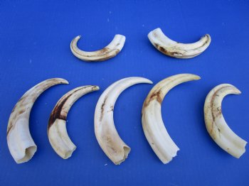 1.55 Pounds (7 pieces) of Warthog Tusks, 7 to 8-3/4 inches - Buy these for $94.99
