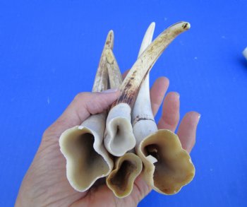 1.55 Pounds (7 pieces) of Warthog Tusks, 7 to 8-3/4 inches - Buy these for $94.99