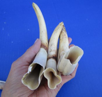 1.55 Pounds (7 pieces) of Warthog Tusks, 7 to 8-3/4 inches - Buy these for $94.99