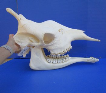 23-1/2 inches  Authentic Female African Giraffe Skull <font color=red>Good Quality</font> - Buy this one for $649.99 (Signature Required) CITES PERMIT #0280305