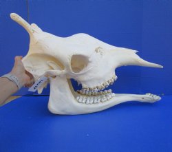 23-1/2 inches  Authentic Female African Giraffe Skull <font color=red>Good Quality</font> - Buy this one for $649.99 (Signature Required) CITES PERMIT #0280305