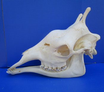 23-1/2 inches  Authentic Female African Giraffe Skull <font color=red>Good Quality</font> - Buy this one for $649.99 (Signature Required) CITES PERMIT #0280305