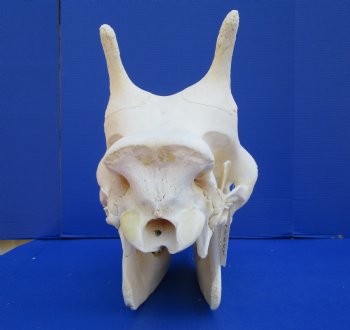 23-1/2 inches  Authentic Female African Giraffe Skull <font color=red>Good Quality</font> - Buy this one for $649.99 (Signature Required) CITES PERMIT #0280305