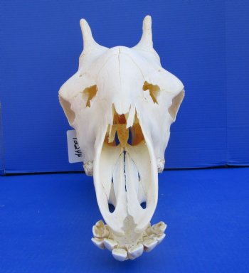23-1/2 inches  Authentic Female African Giraffe Skull <font color=red>Good Quality</font> - Buy this one for $649.99 (Signature Required) CITES PERMIT #0280305