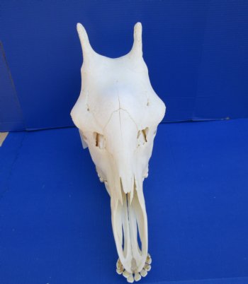 23-1/2 inches  Authentic Female African Giraffe Skull <font color=red>Good Quality</font> - Buy this one for $649.99 (Signature Required) CITES PERMIT #0280305
