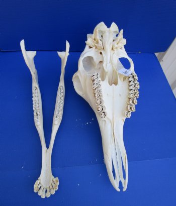 23-1/2 inches  Authentic Female African Giraffe Skull <font color=red>Good Quality</font> - Buy this one for $649.99 (Signature Required) CITES PERMIT #0280305