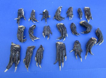 20 Louisiana Alligator Feet 2-1/2 to 4 inches (Rough Cut, Not Painted or Sealed) - Buy these for $1.60 each