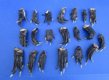 20 Louisiana Alligator Feet 2-1/2 to 4 inches (Rough Cut, Not Painted or Sealed) - Buy these for $1.60 each