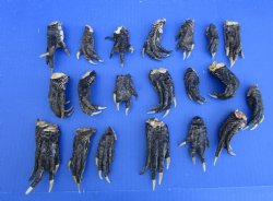 20 Louisiana Alligator Feet 2-1/2 to 4 inches (Rough Cut, Not Painted or Sealed) - Buy these for $1.60 each