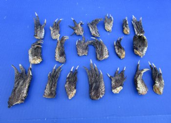 20 Louisiana Alligator Feet 2-1/2 to 4 inches (Rough Cut, Not Painted or Sealed) - Buy these for $1.60 each