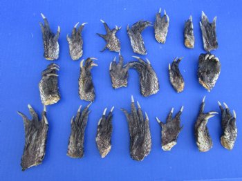 20 Louisiana Alligator Feet 2-1/2 to 4 inches (Rough Cut, Not Painted or Sealed) - Buy these for $1.60 each
