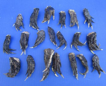 20 Louisiana Alligator Feet 2-1/2 to 3-3/4 inches (Rough Cut, Not Painted or Sealed) - Buy these for $1.60 each