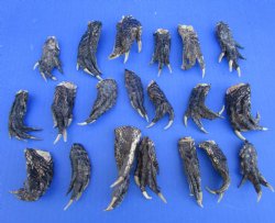 20 Louisiana Alligator Feet 2-1/2 to 3-3/4 inches (Rough Cut, Not Painted or Sealed) - Buy these for $1.60 each
