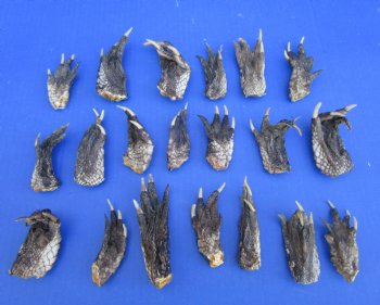 20 Louisiana Alligator Feet 2-1/2 to 3-3/4 inches (Rough Cut, Not Painted or Sealed) - Buy these for $1.60 each