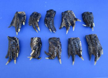 10 Preserved Alligator Feet, 4-1/4 to 5-1/4 inches - Buy these for $4.50 each
