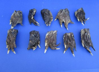 10 Preserved Alligator Feet, 4-1/4 to 5-1/4 inches - Buy these for $4.50 each