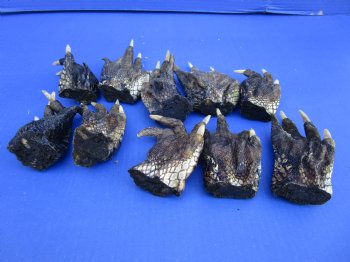 10 Preserved Alligator Feet, 4-1/4 to 5-1/4 inches - Buy these for $4.50 each