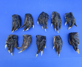 10 Preserved Alligator Feet, 4-1/2 to 5-1/4 inches - Buy these for $4.50 each