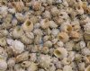 3/4 to 1-1/2 inches Spurred Turban Shells in Bulk, Astrea Calcar Turban Shells - Pack of 1 Bag of  2 kilos (4.4 pounds) @ $12.99 a bag; Pack of 3 bags (4.4 pounds each) @ $10.40 a bag